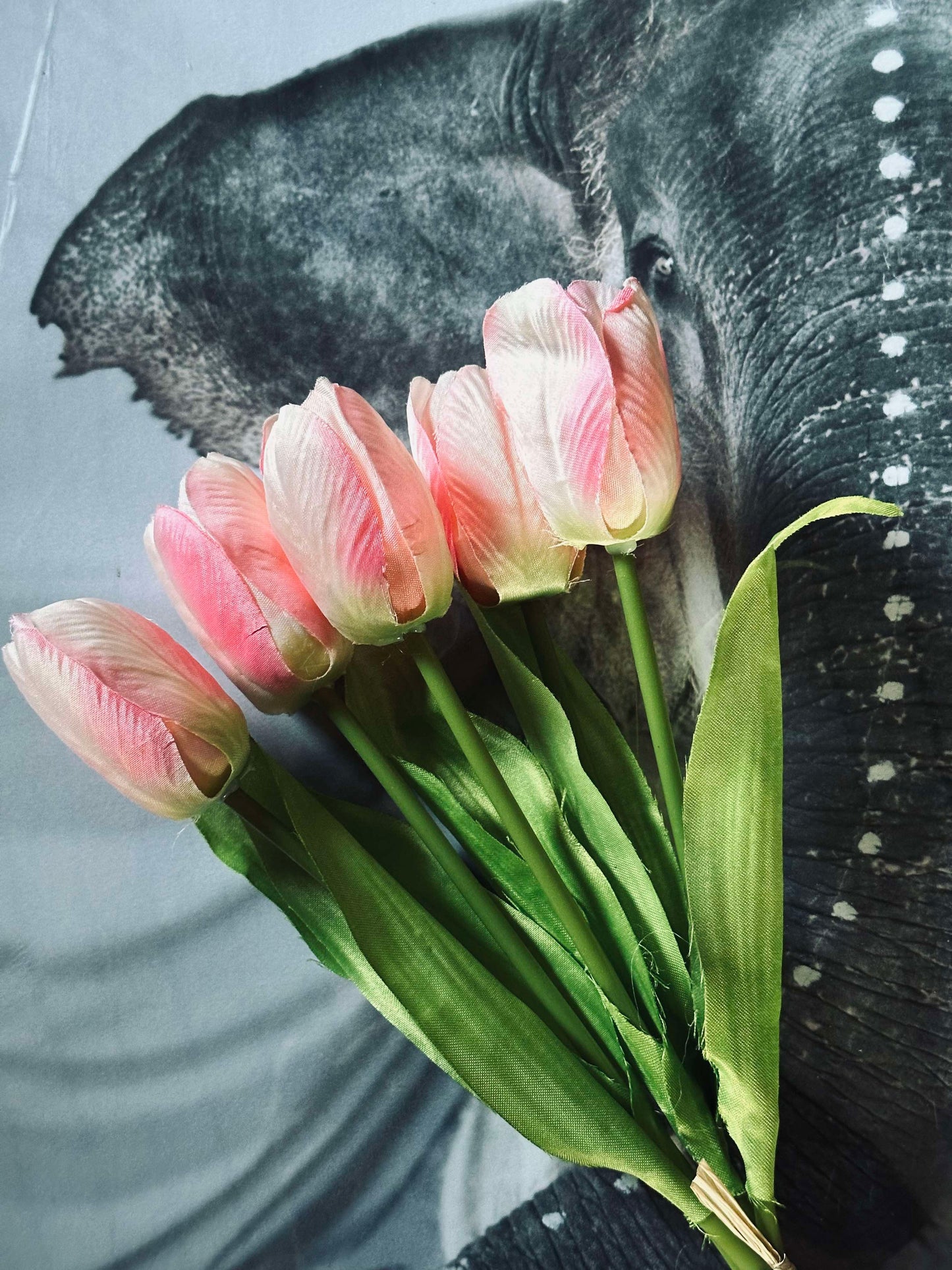 Tulipaner Pink