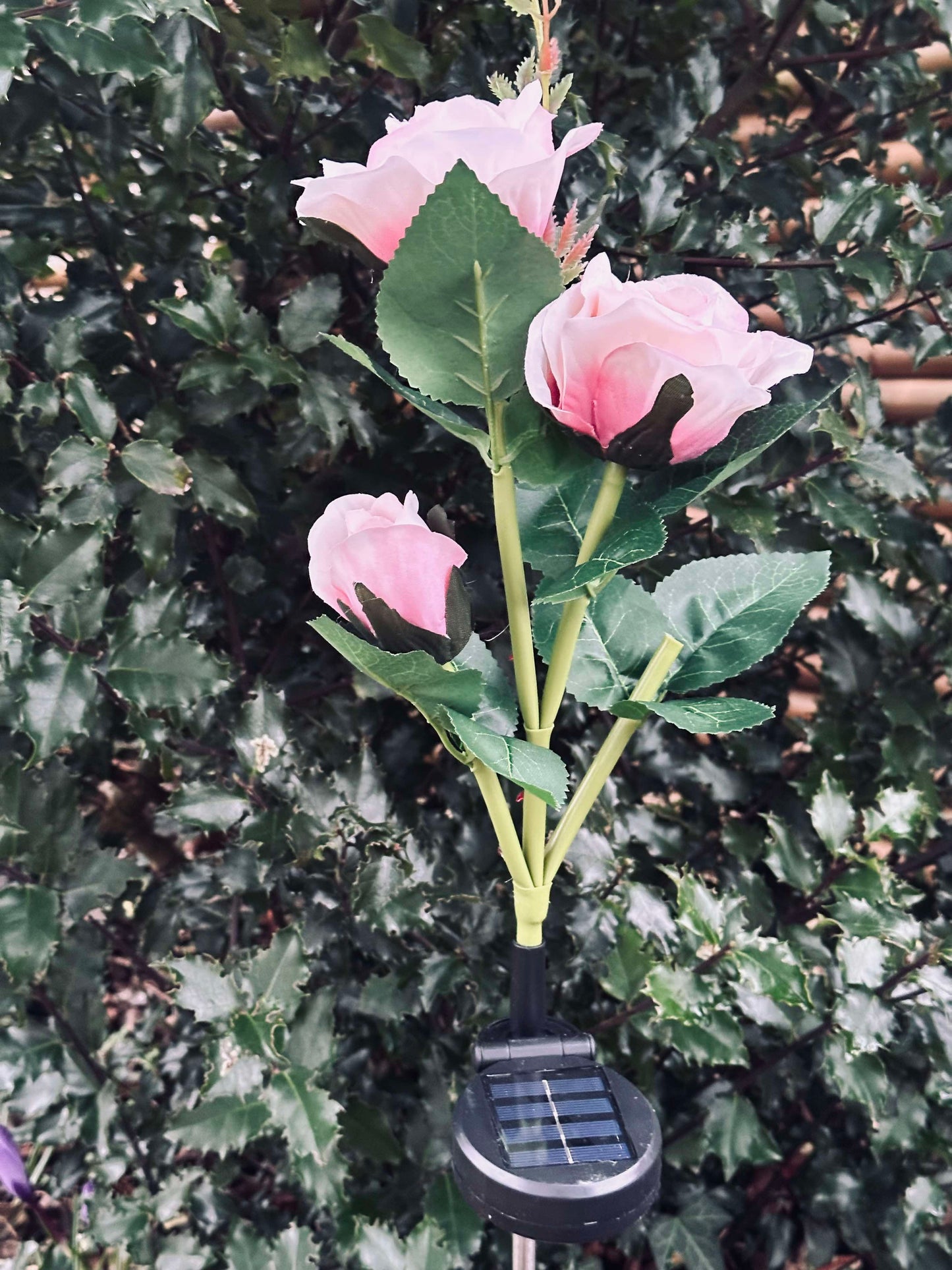 Rose med solceller - Rosa