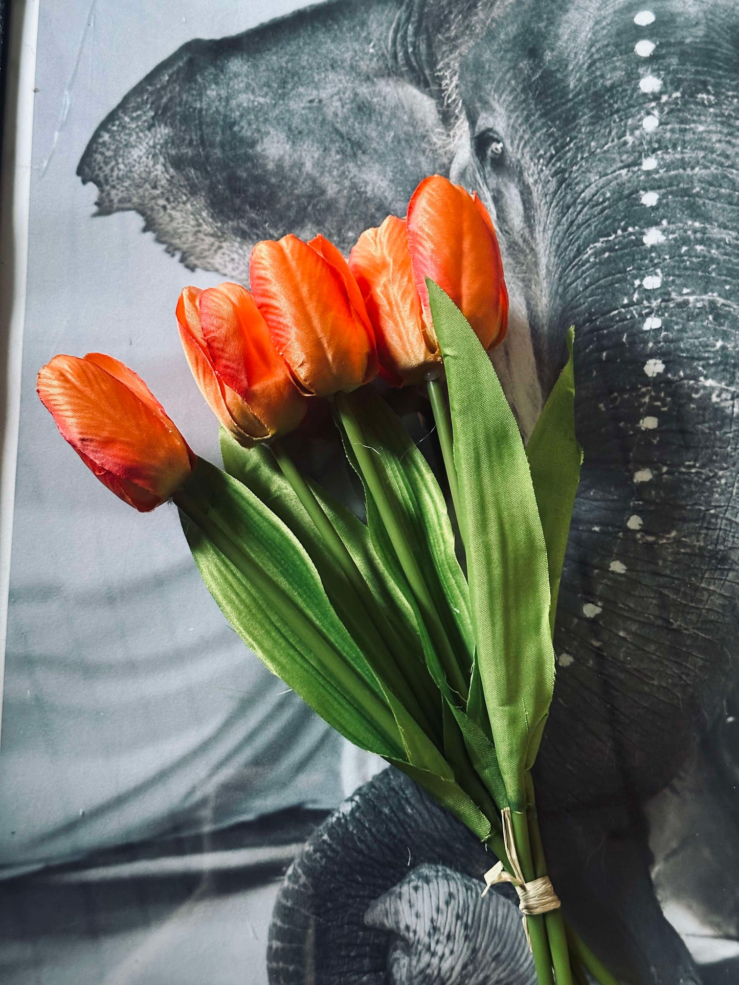 Tulipaner Orange