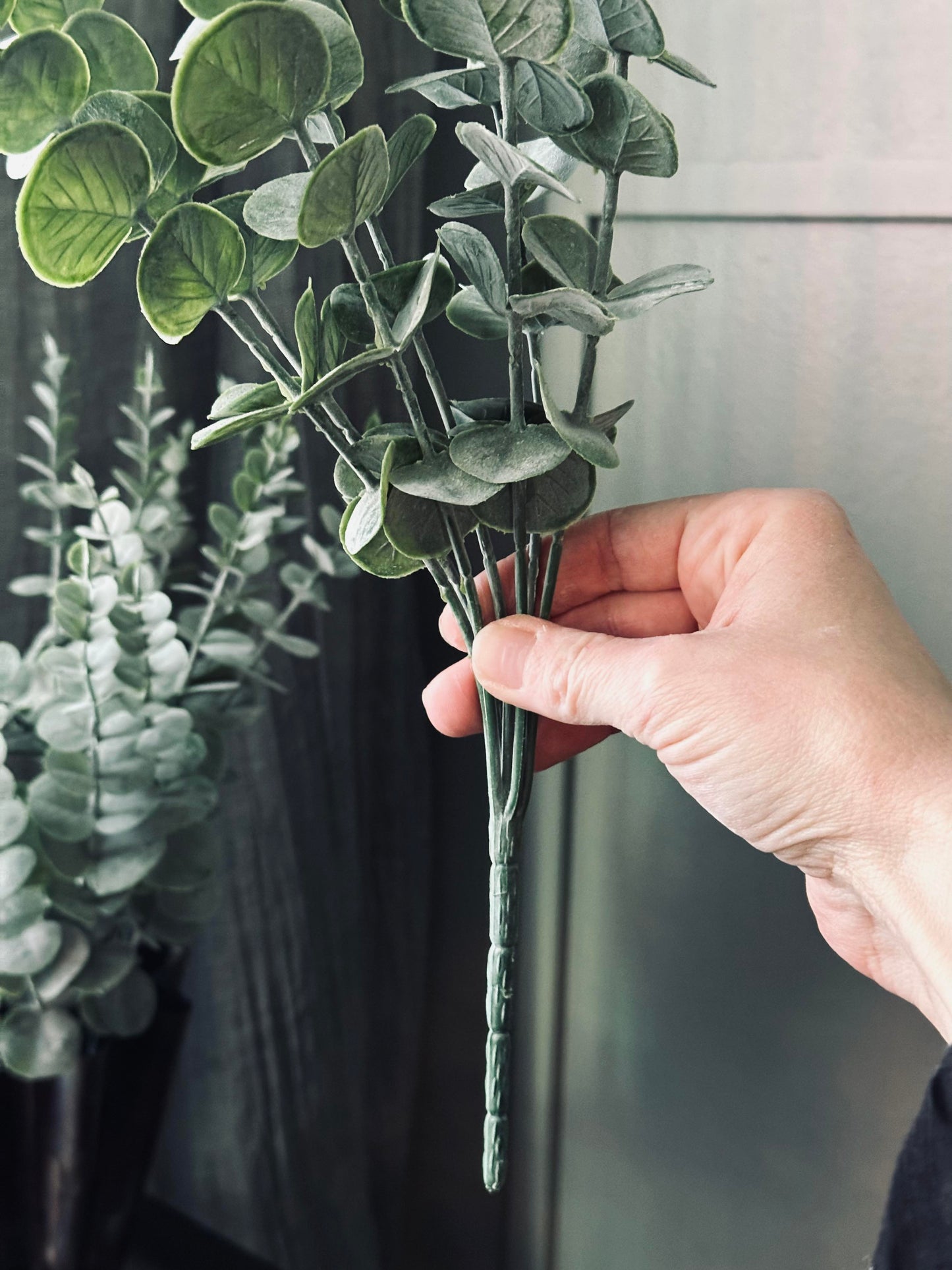 Eucalyptus på stilk