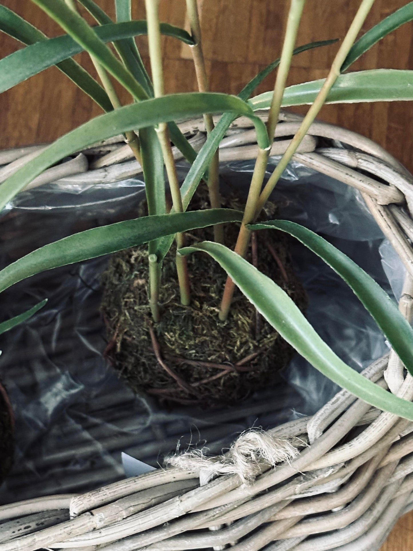 Plantekurve - Sæt m. 2 stk. Oval rattan