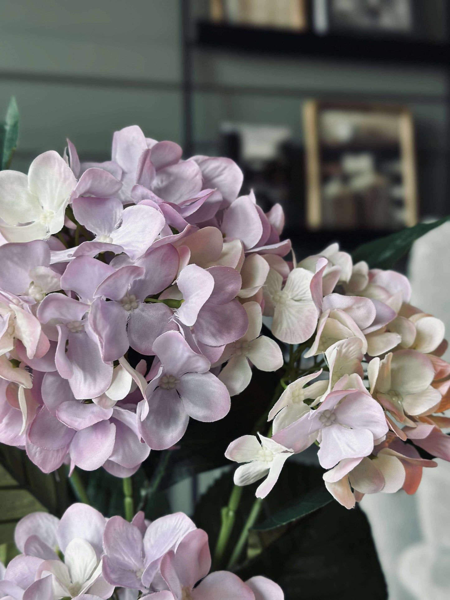 Hortensia i potte - Syren