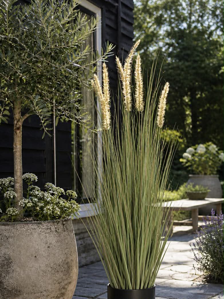 Pampas i potte - 91 cm