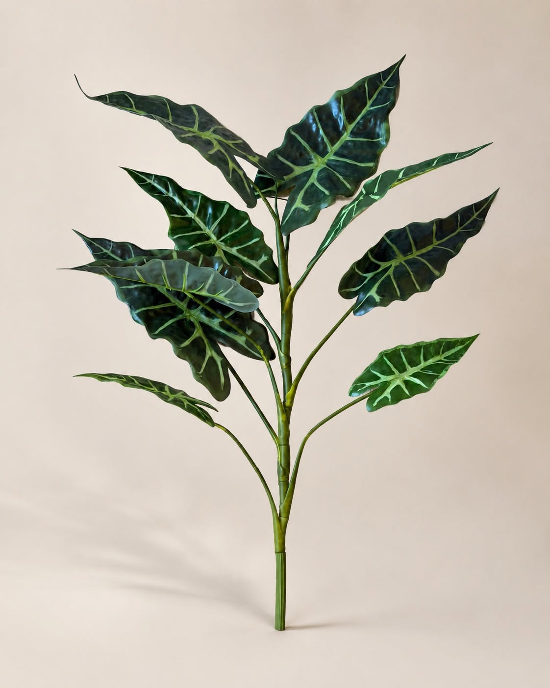 Plante Alocasia H:80 cm Broget