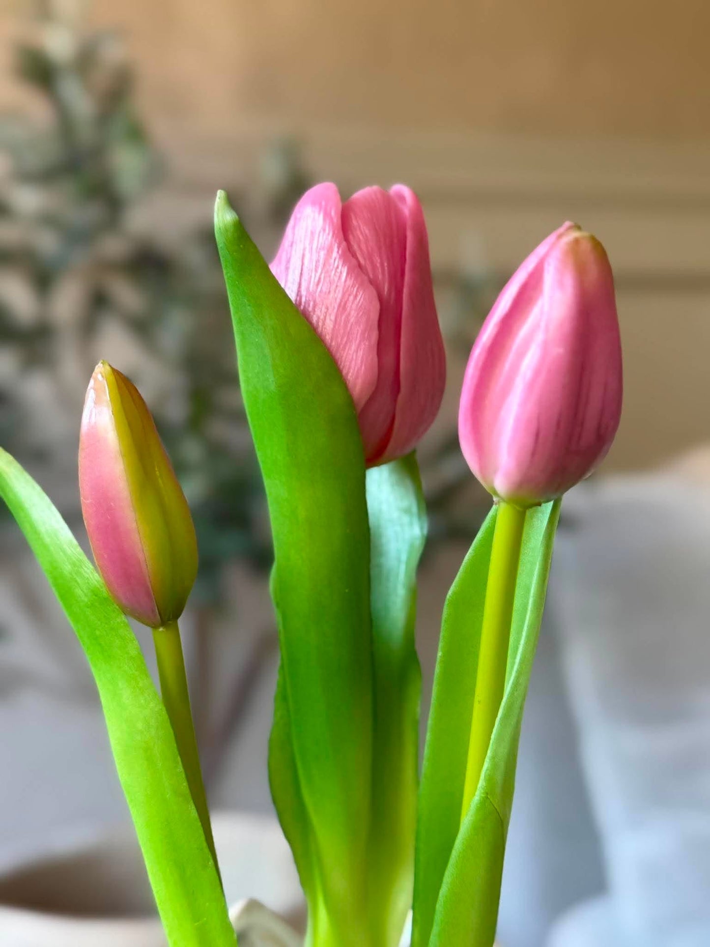 Tulipan i potte - Rosa med 3 blomster
