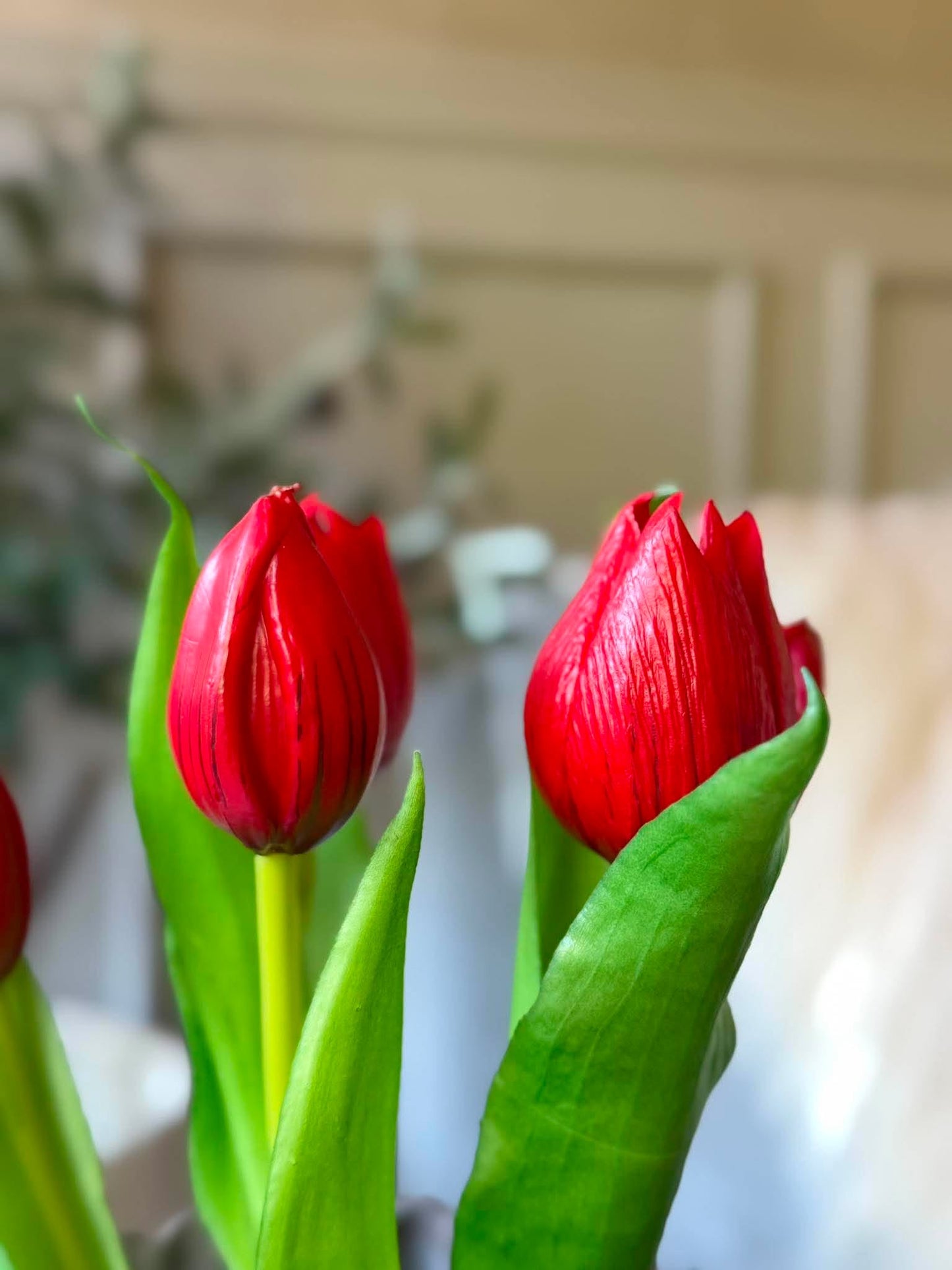 Tulipan i potte - Rød med 5 blomster