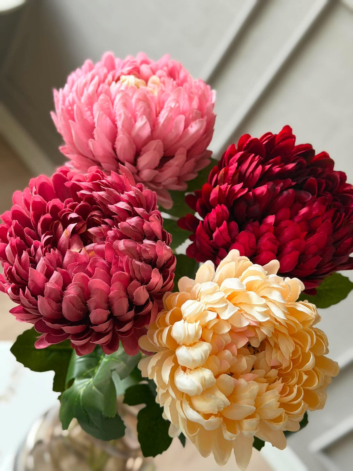 Krysantemum - Color mix
