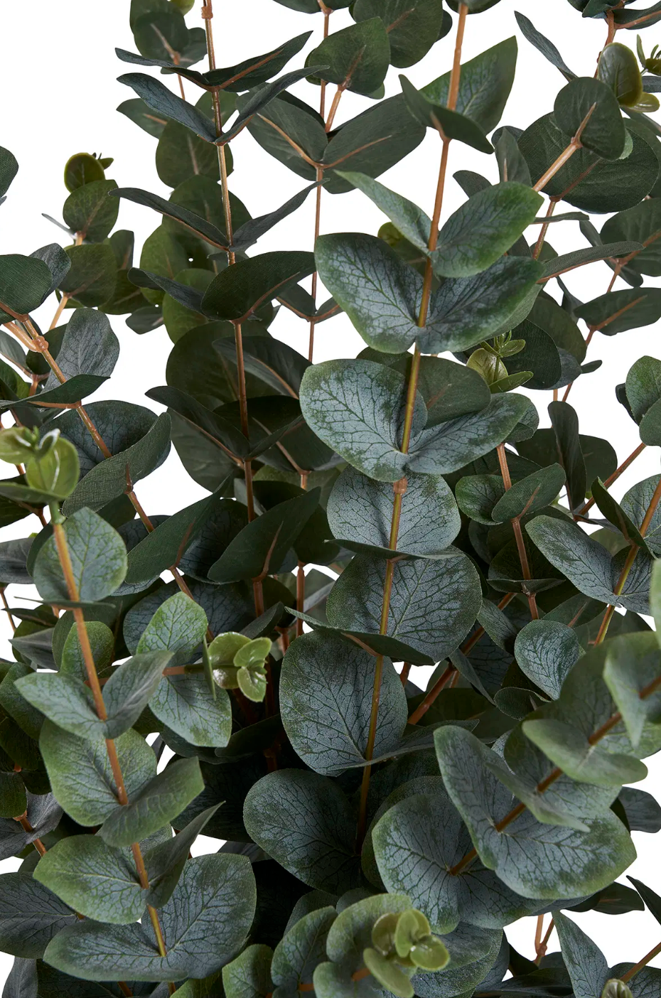 Eukalyptus Træ