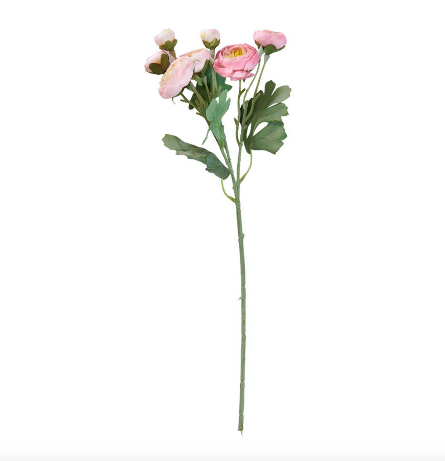 Blomst Ranunkel stilk
