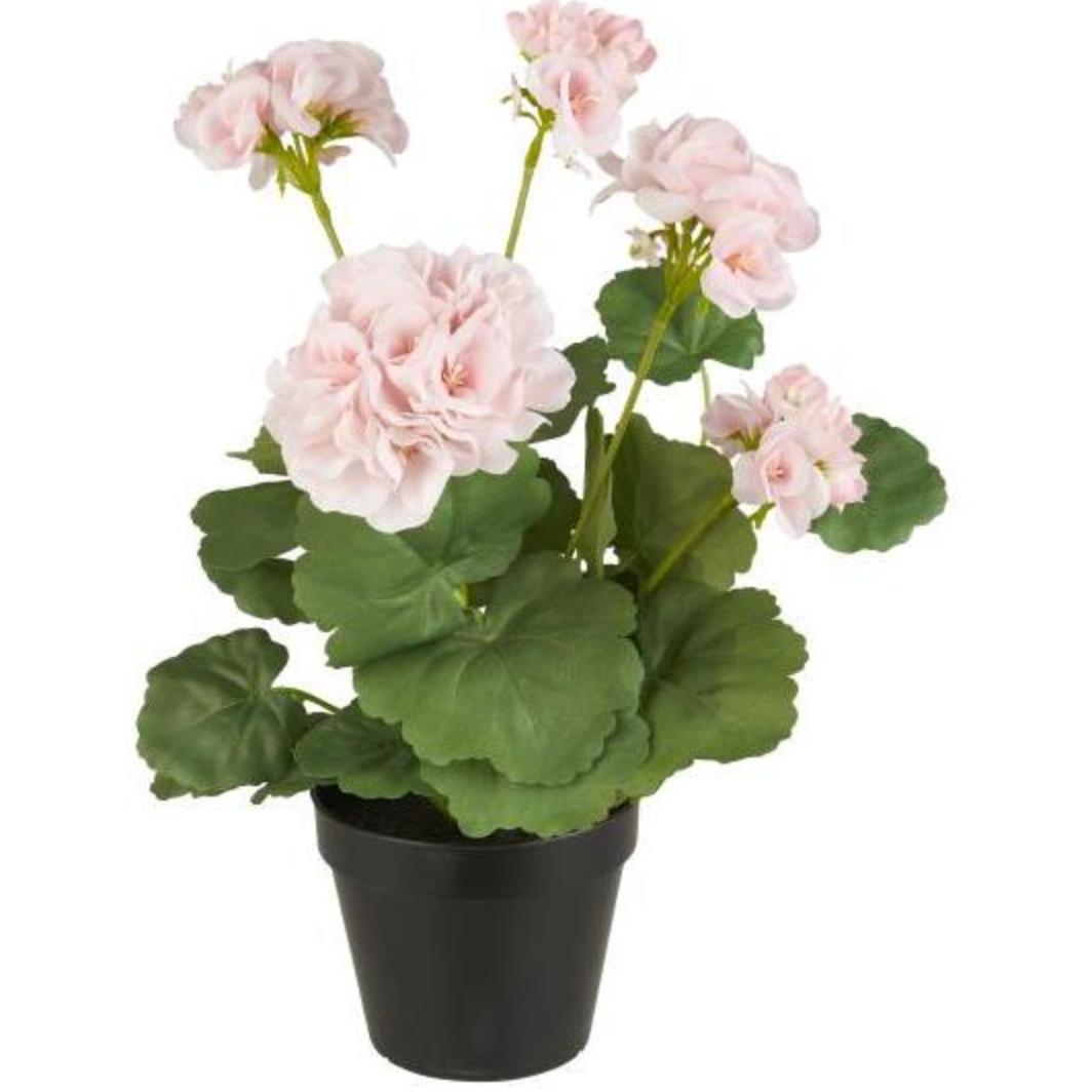 Blomst Pelargonie