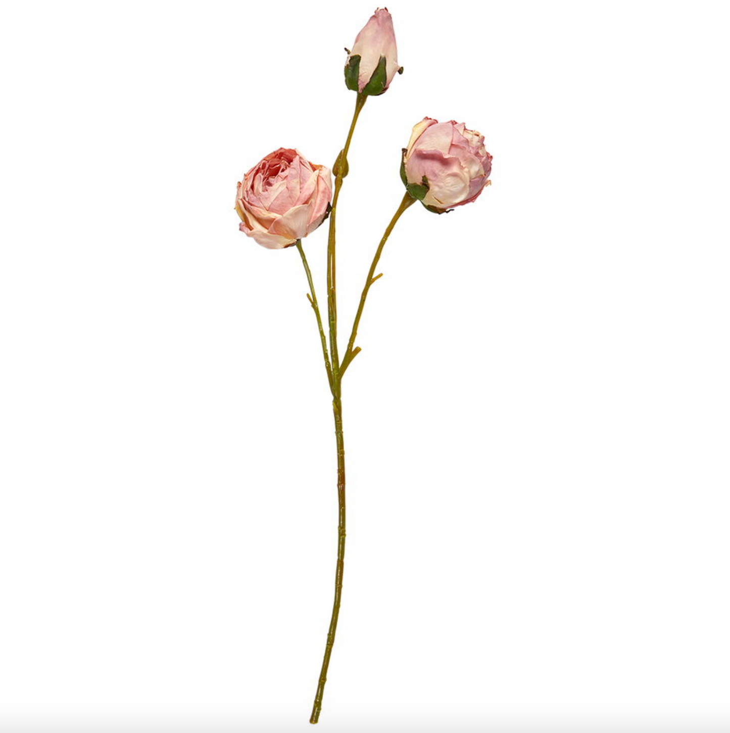 Rose stilk