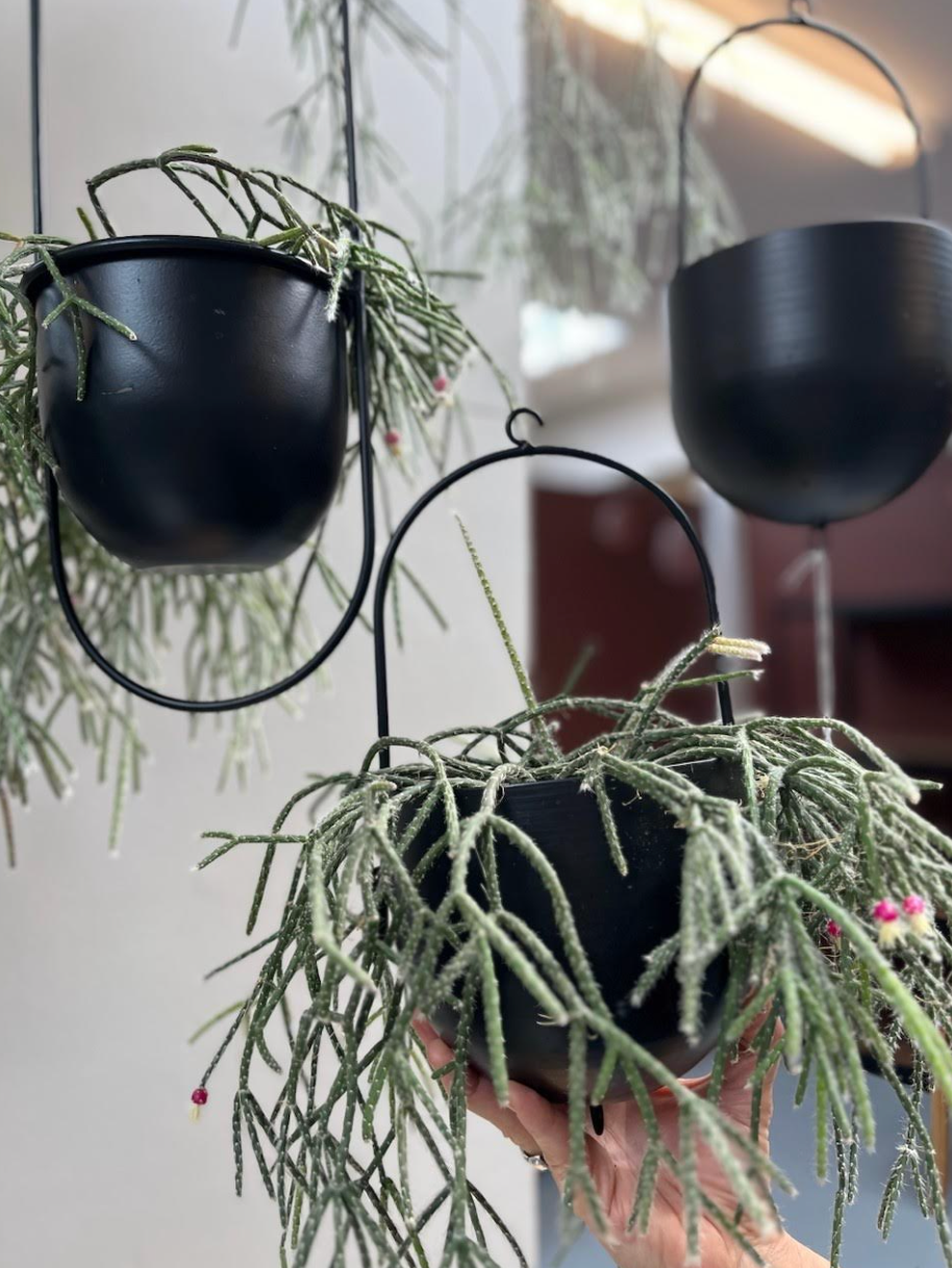 Potte med ophæng - Black