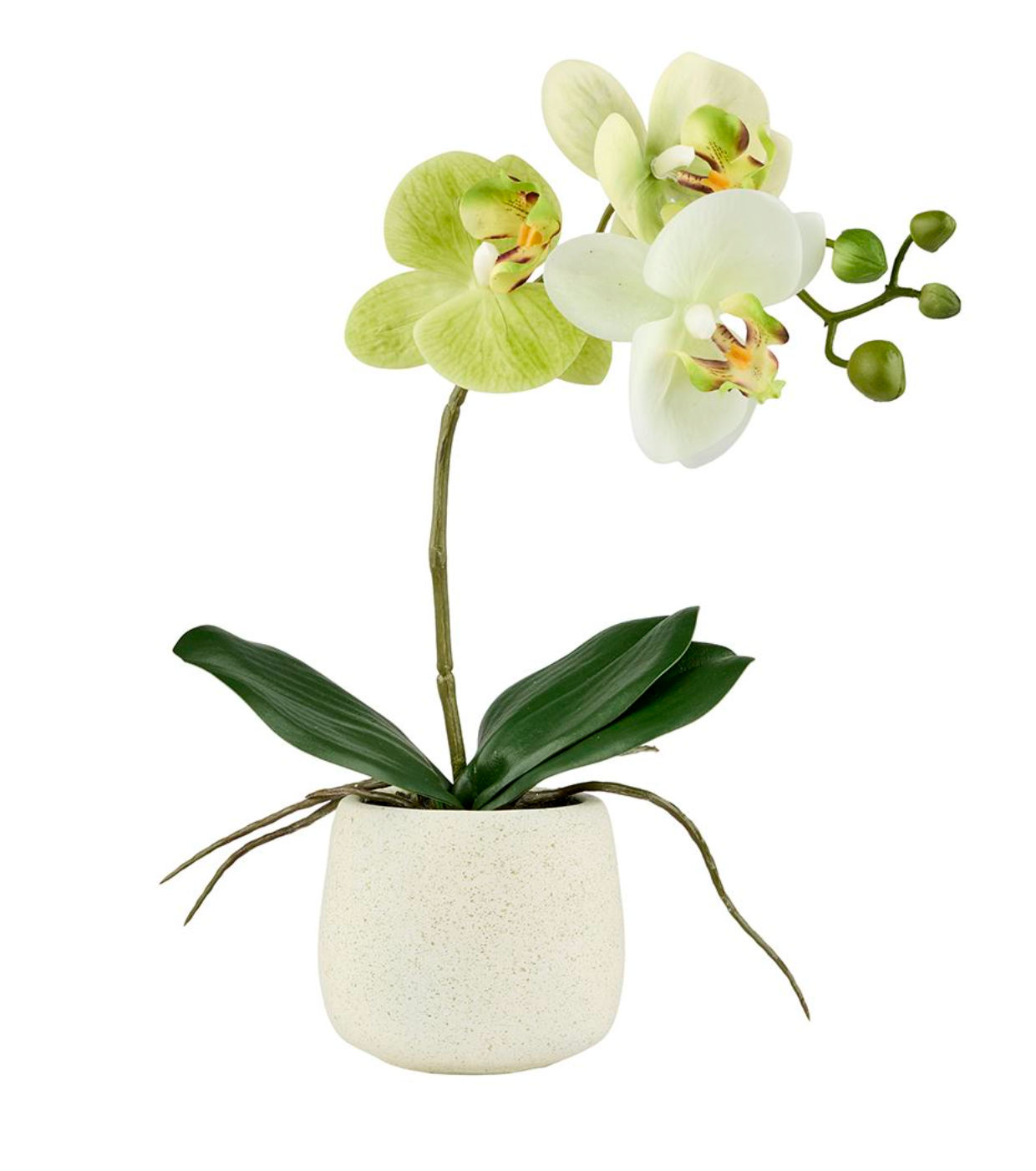 Orkidé i potte - Lime 36cm