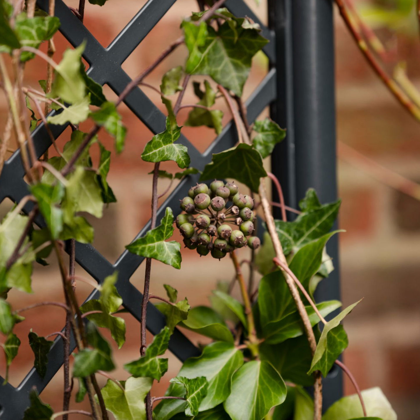 Plantekasse med espalier
