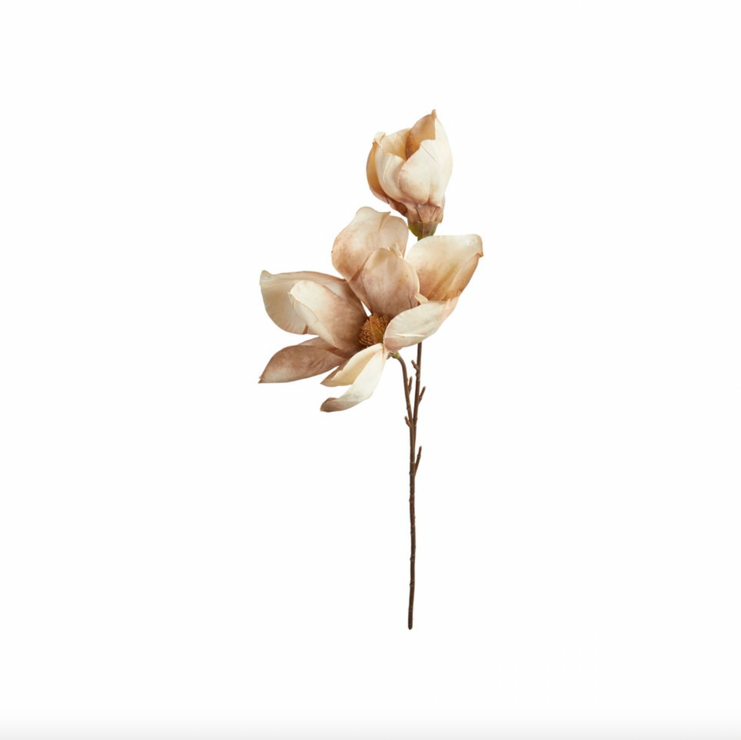Magnolia stilk