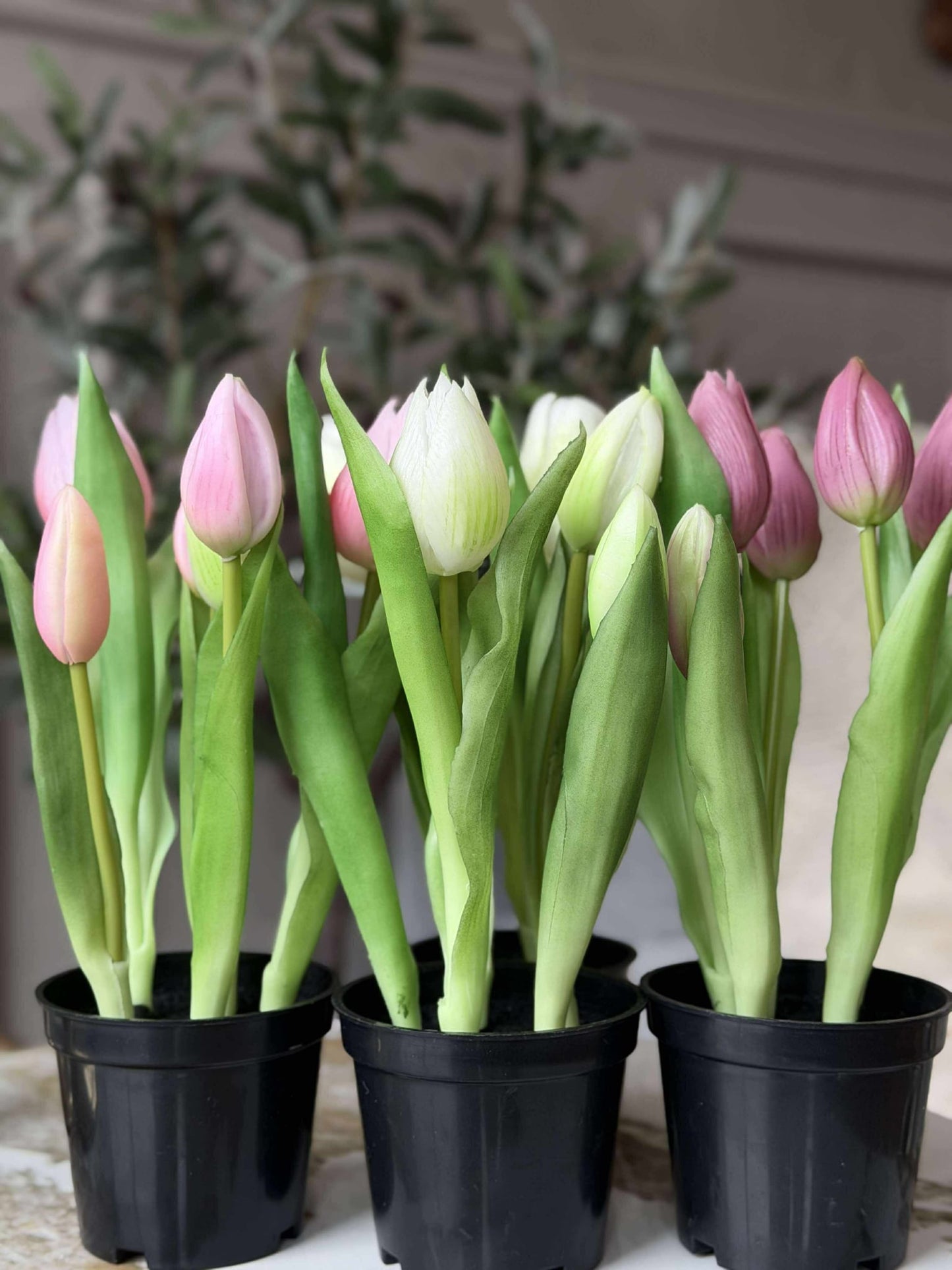 Tulipan i potte - Rosa