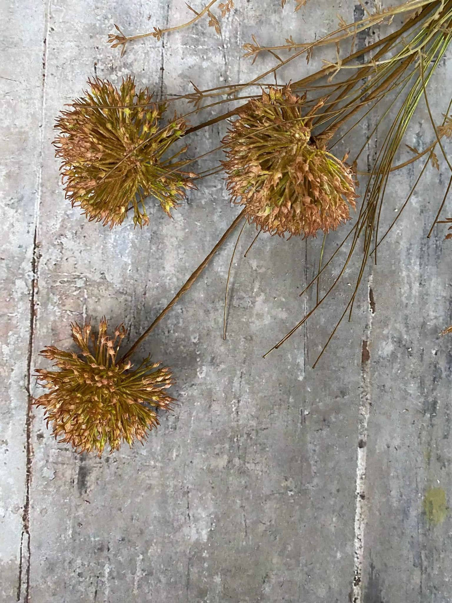 Evighedsblomst – Stilk 60cm Pom - VIAMAJA.DK