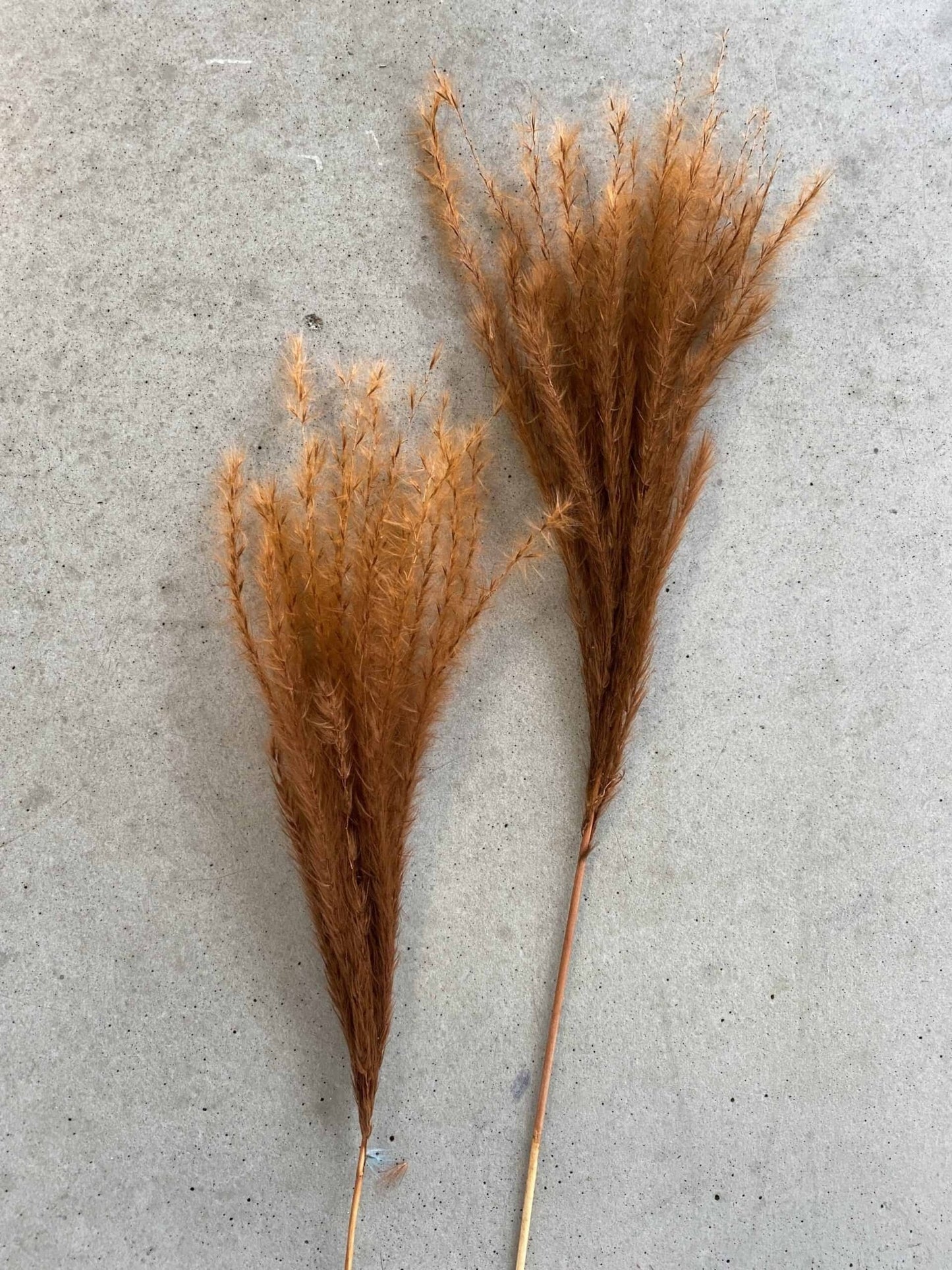 Evighedsbuket - Fluffy silvergrass 10 stk - chocolate - VIAMAJA.DK