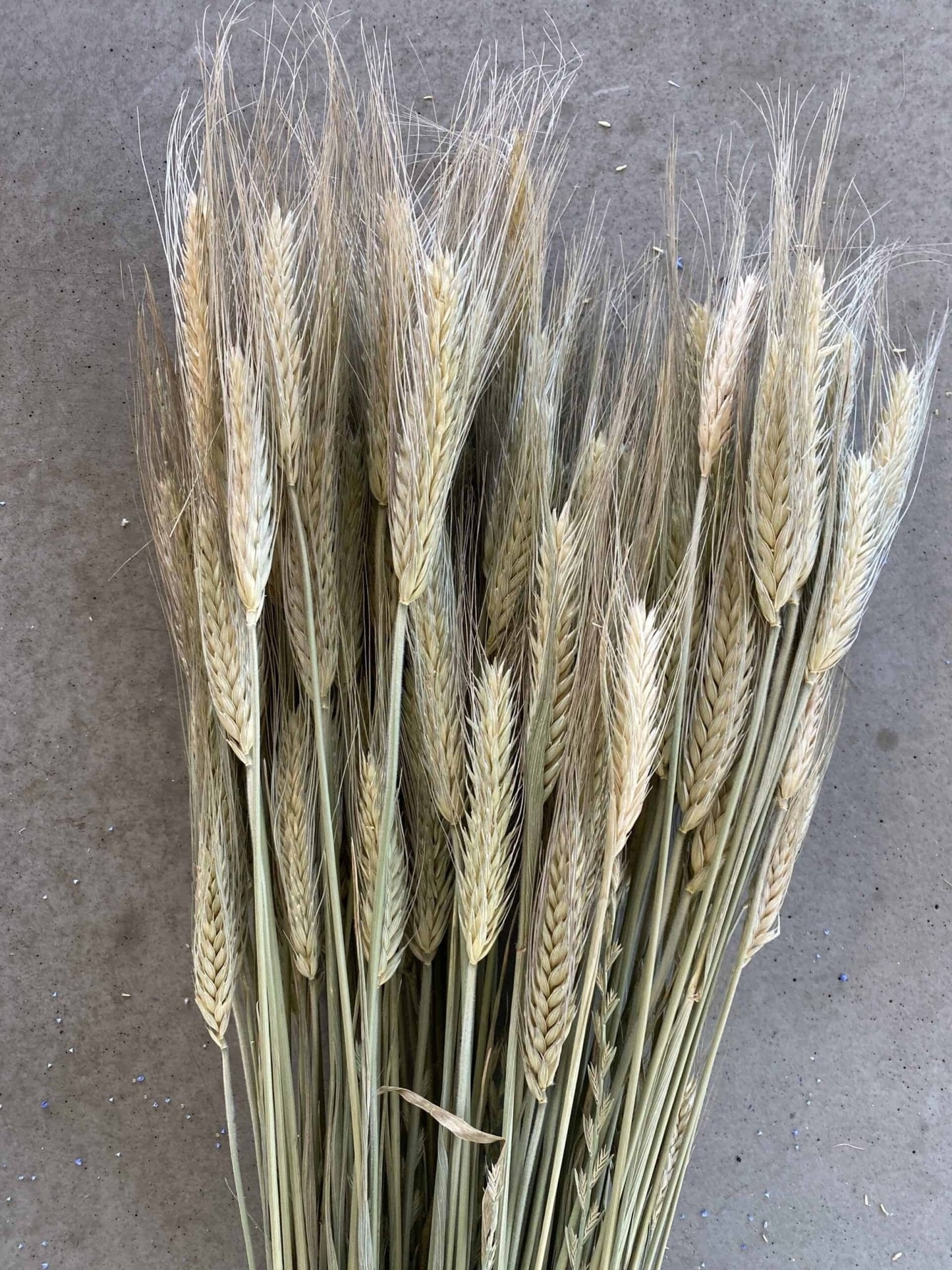 Evighedsbuket - Triticale (Rug) - VIAMAJA.DK