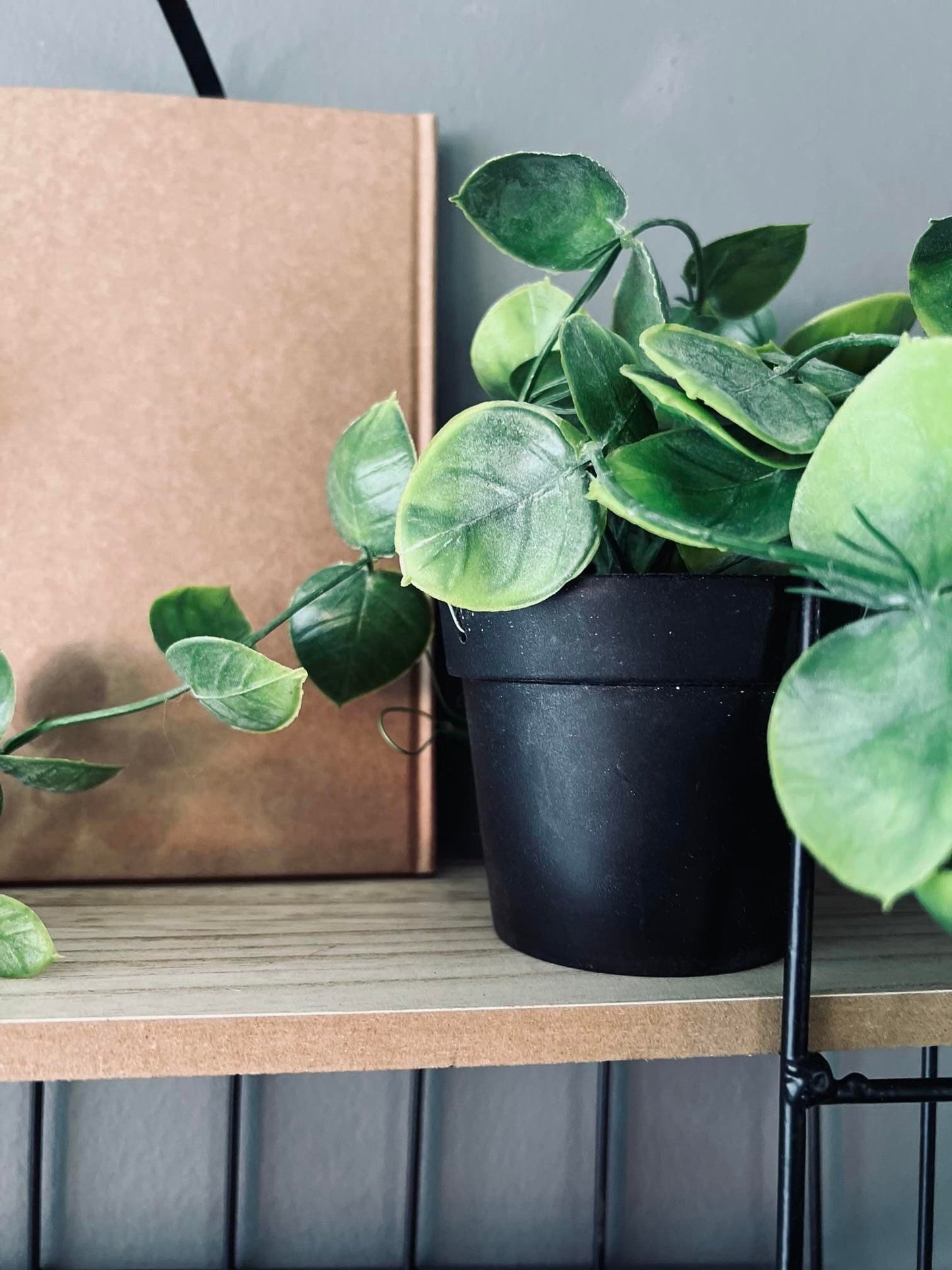 Hængeplante - Fresh green - VIAMAJA.DK