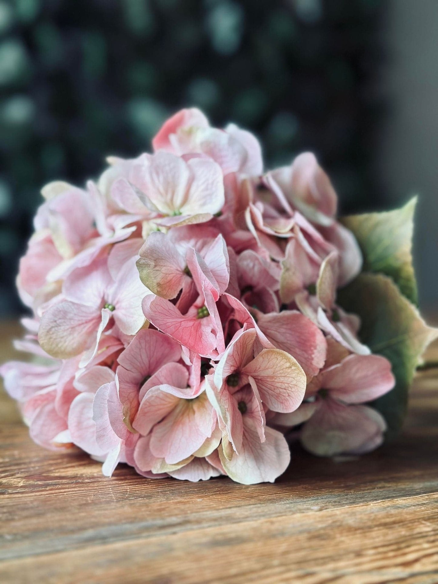 Hotensia Rosa - VIAMAJA.DK