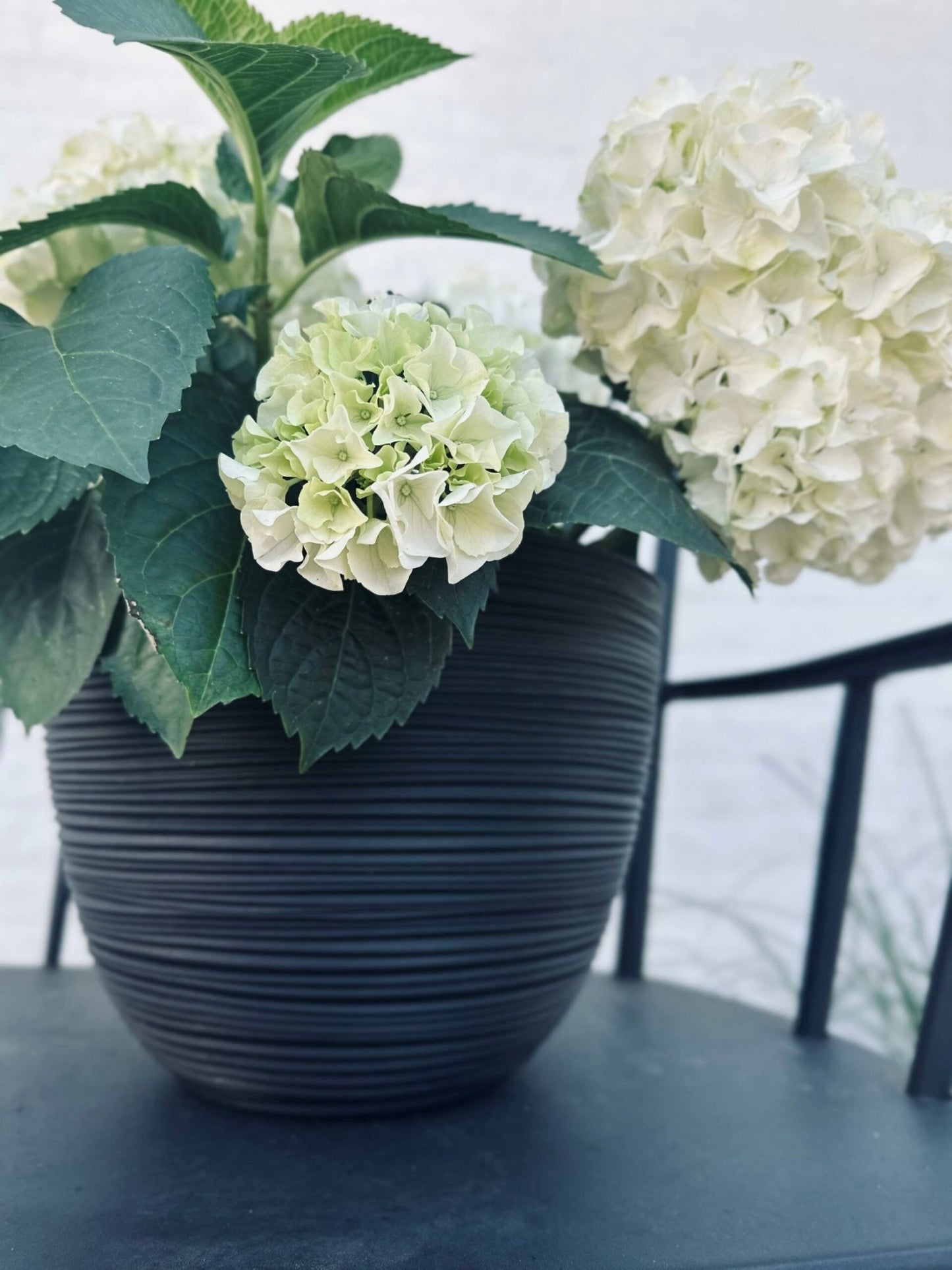 Krukke med riller – Black medium - VIAMAJA.DK