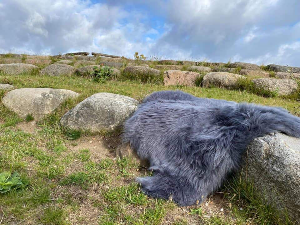 Lammeskind Langhåret Himalaya – Dark Grey - VIAMAJA.DK