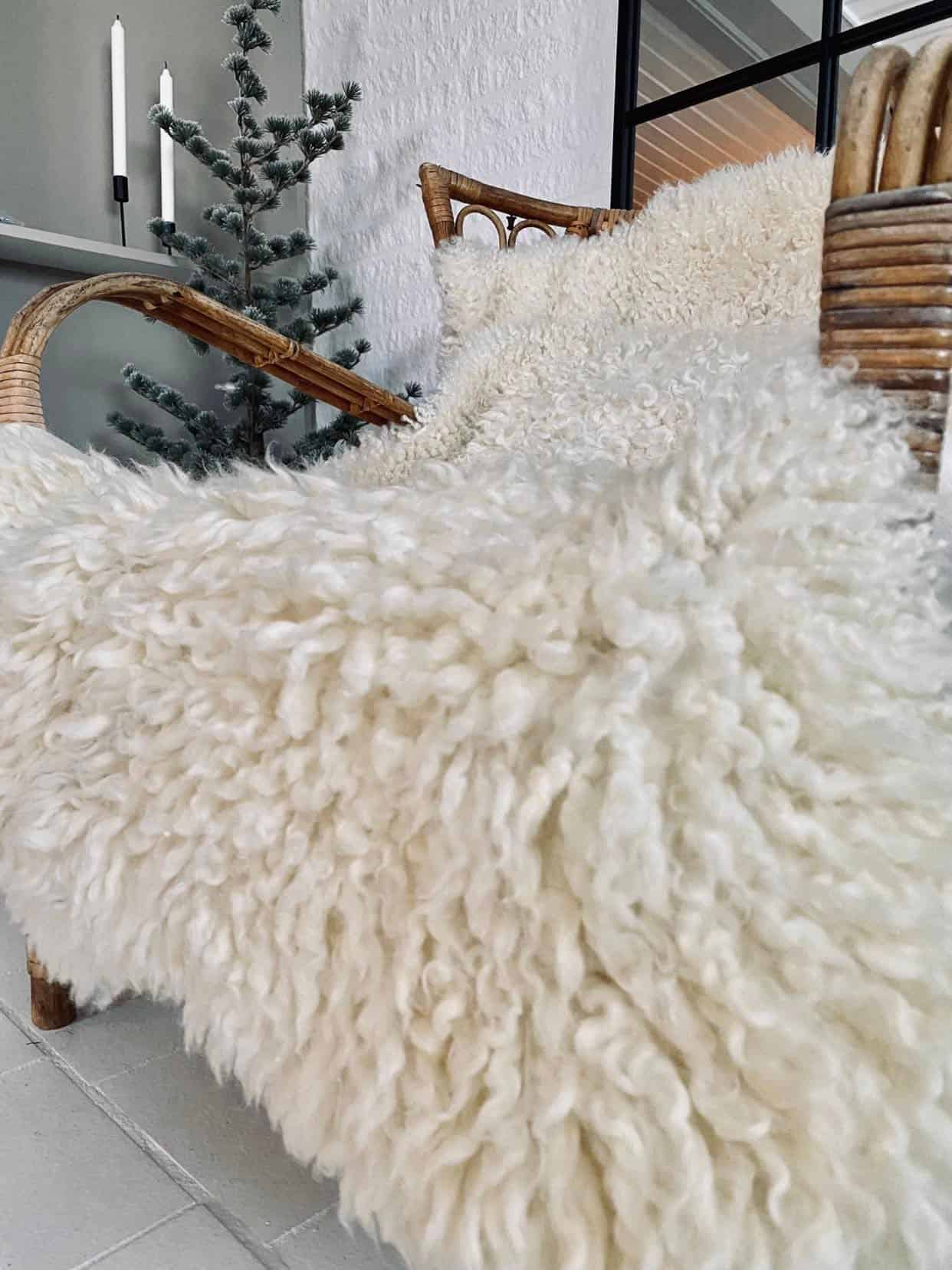 Lammeskind - Svensk korthåret krøl - VIAMAJA.DK