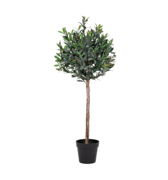 Oliventræ 120cm - VIAMAJA.DK