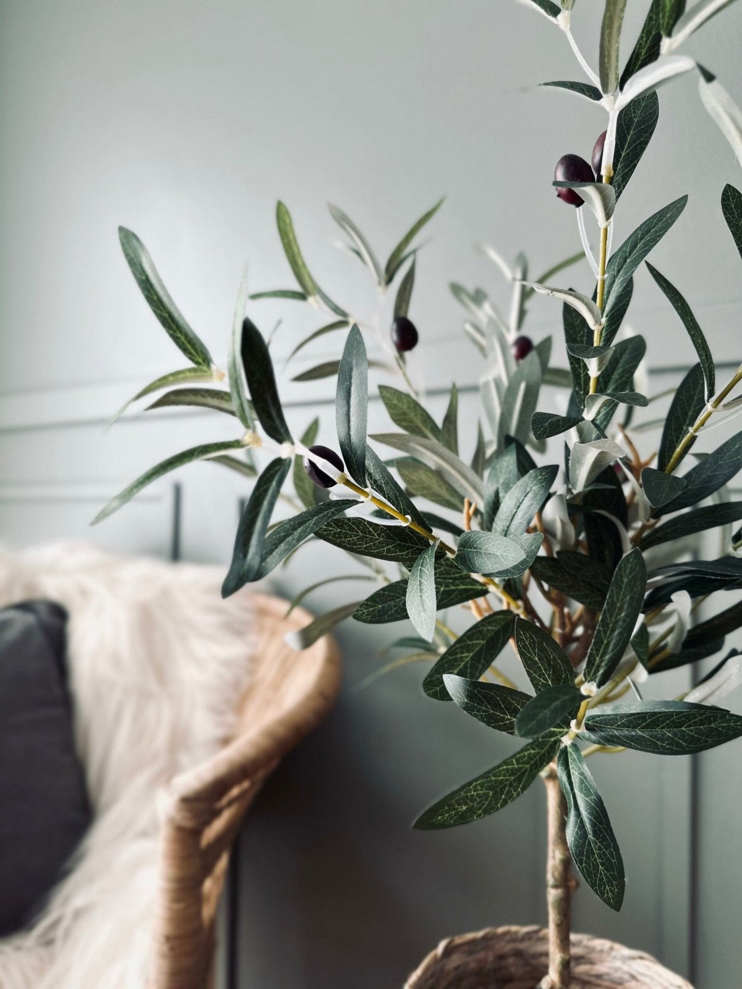 Oliventræ - VIAMAJA.DK