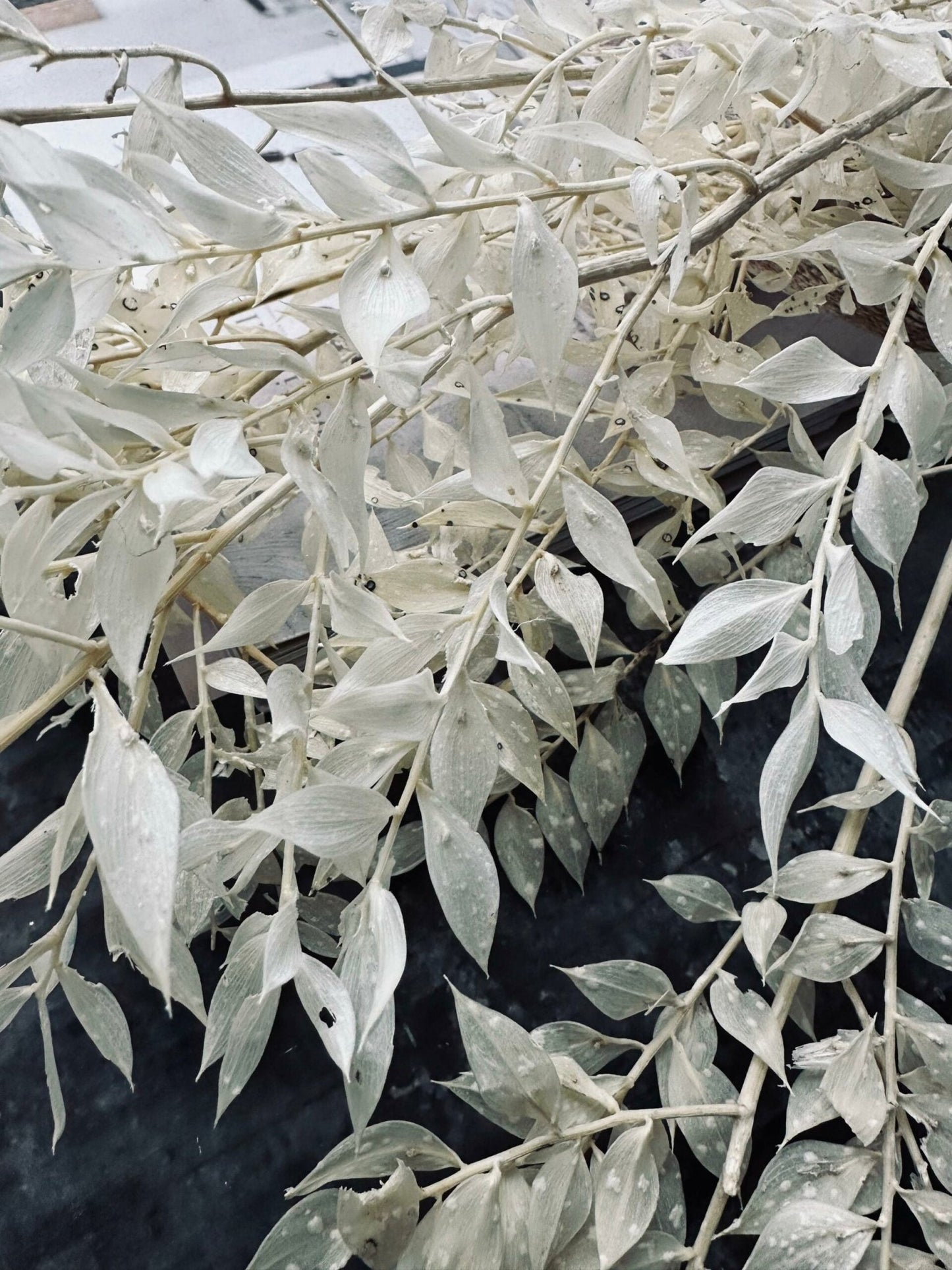 Tørret blomster – White ROSSA - VIAMAJA.DK