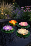Lotus med solar - Flere farver
