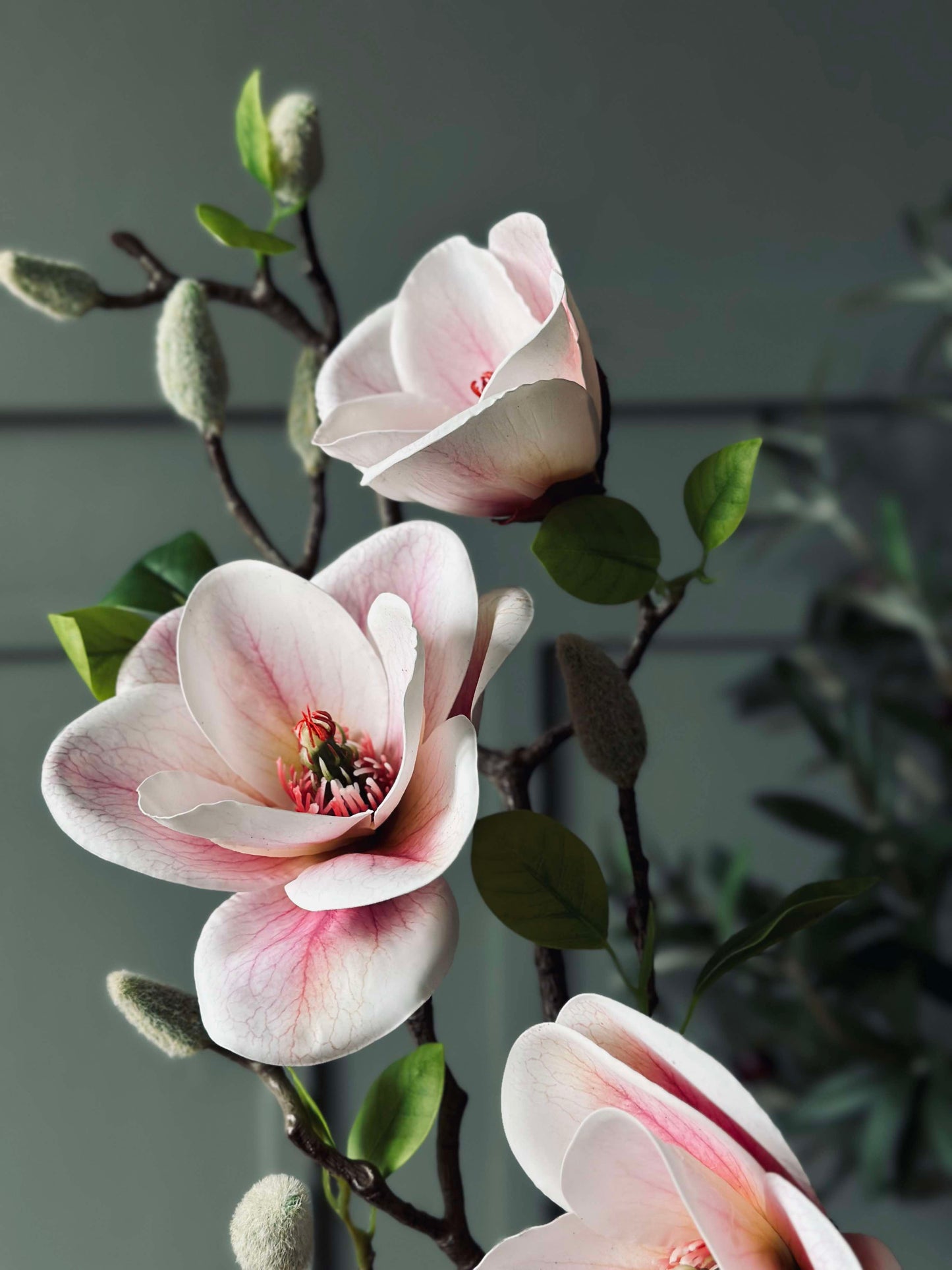 Blomst Magnolia - Rosa