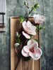 Blomst Magnolia - Rosa