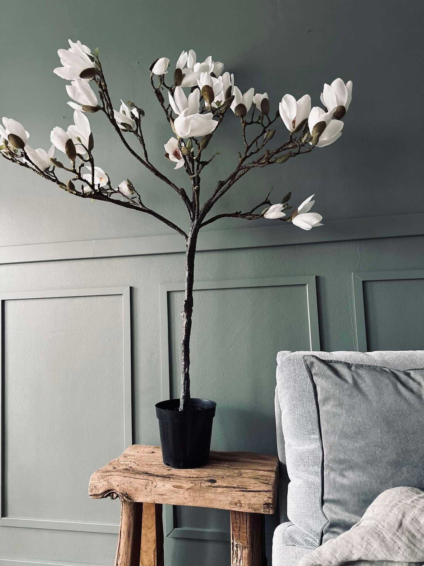 Magnoliatræ i potte - 120 cm Hvid
