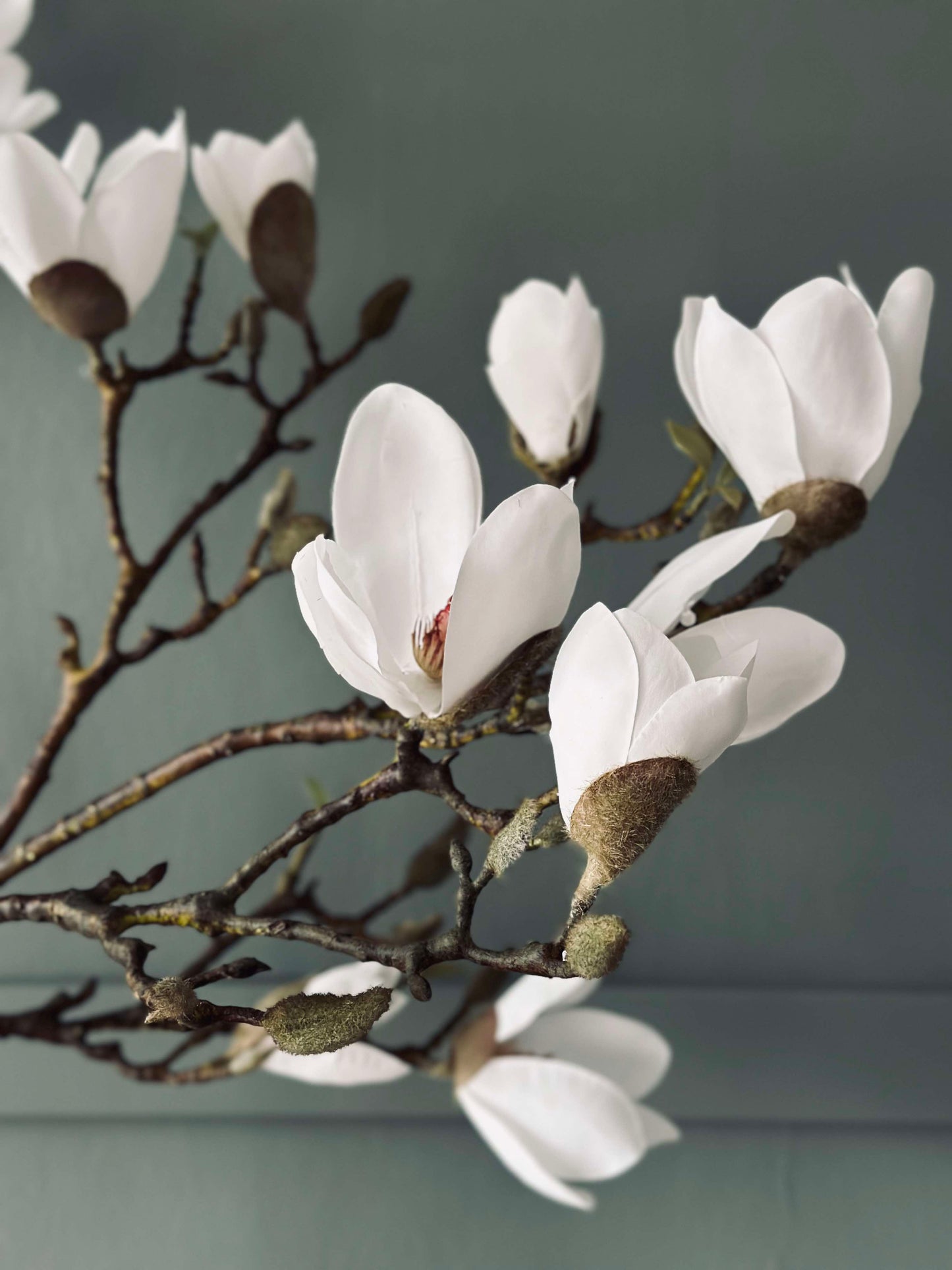 Magnoliatræ i potte - 120 cm Hvid