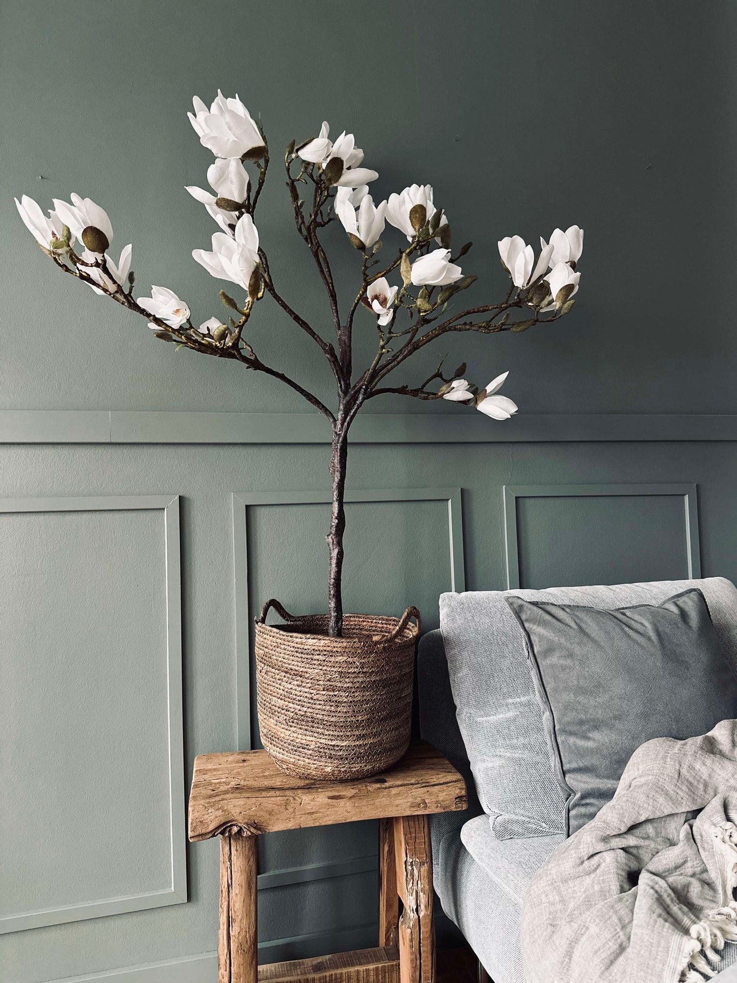 Magnoliatræ i potte - 120 cm Hvid