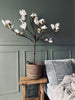 Magnoliatræ i potte - 120 cm Hvid