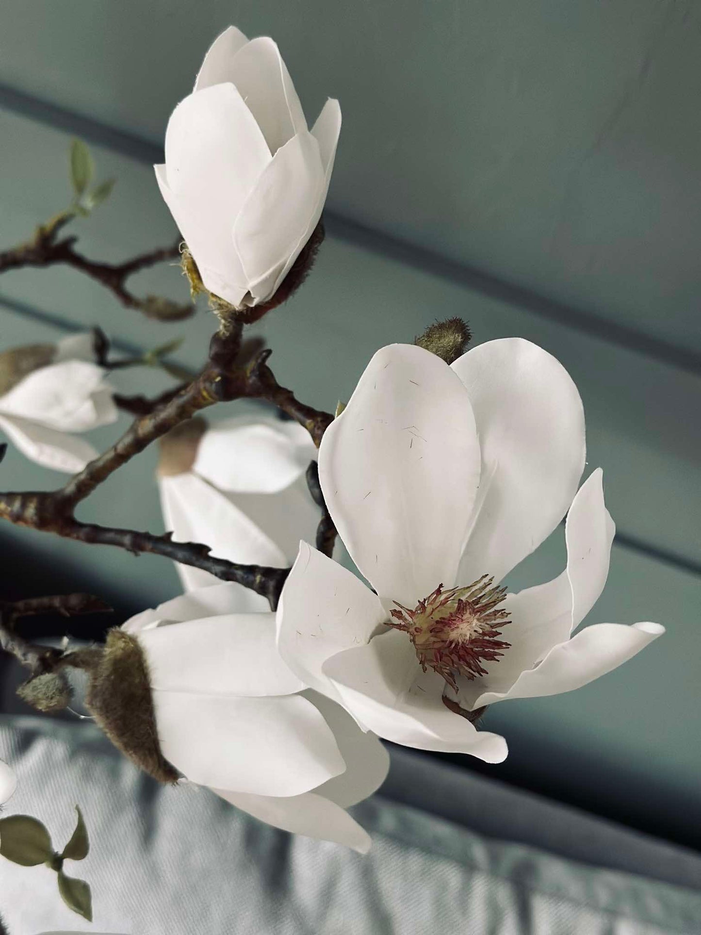 Magnoliatræ i potte - 120 cm Hvid
