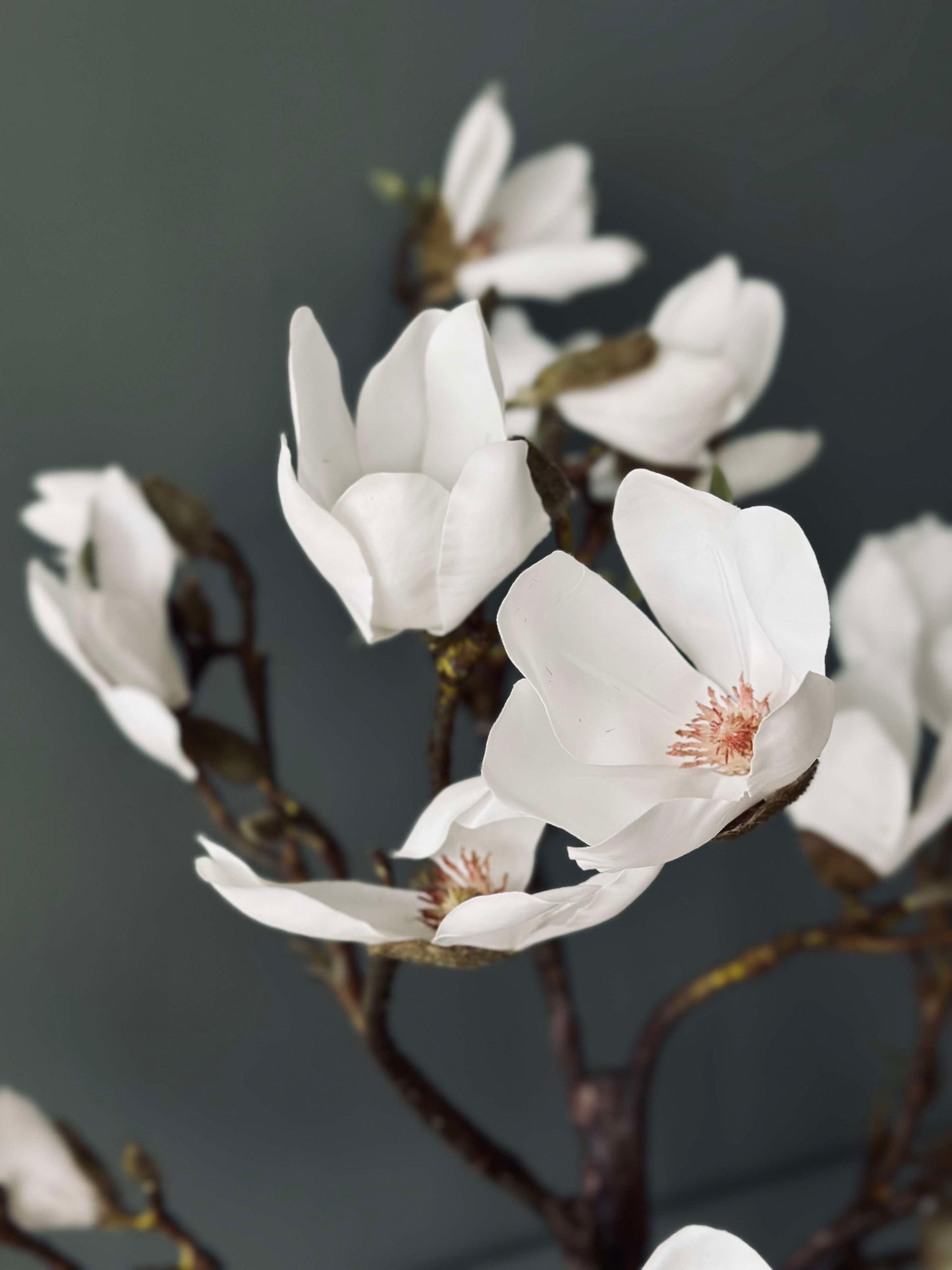 Magnoliatræ i potte - 120 cm Hvid