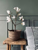 Magnoliatræ i potte - 70 cm Hvid