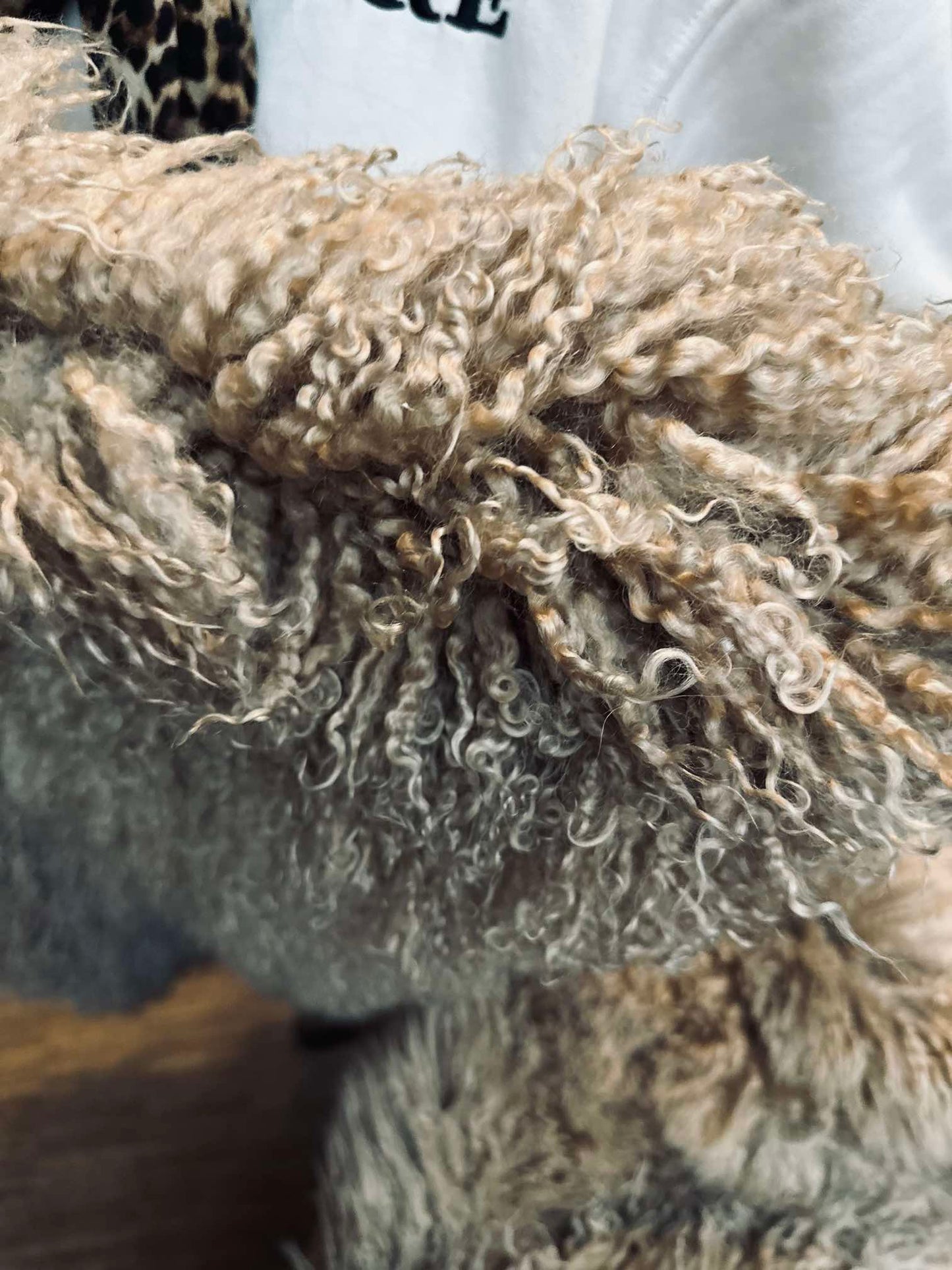 Islandsk lammeskind – Moccachino