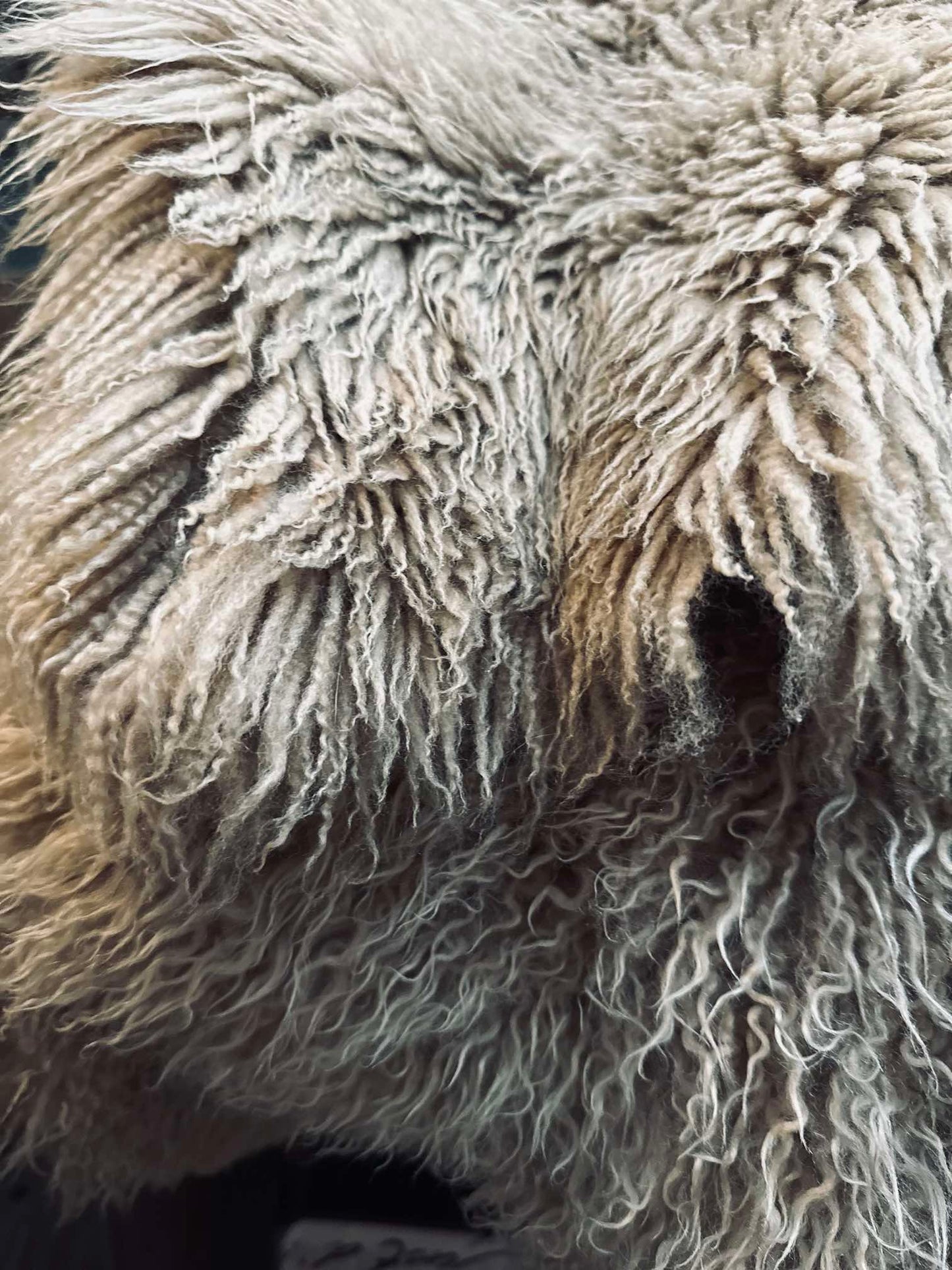 Islandsk lammeskind – Moccachino