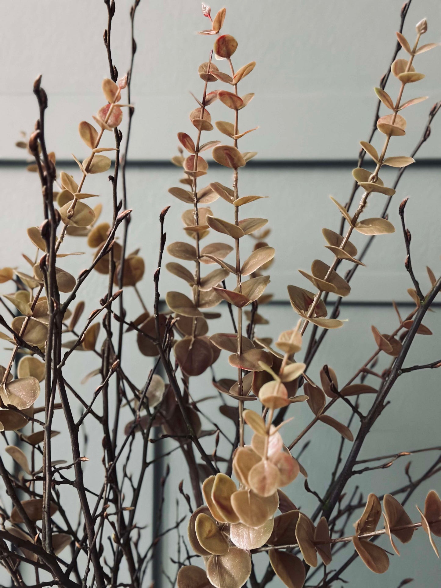 Blomster eucalyptus - Gylden