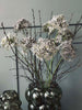 Blomst Allium