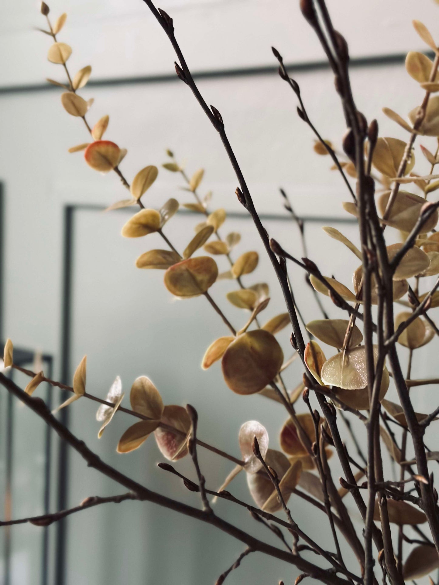 Blomster eucalyptus - Gylden