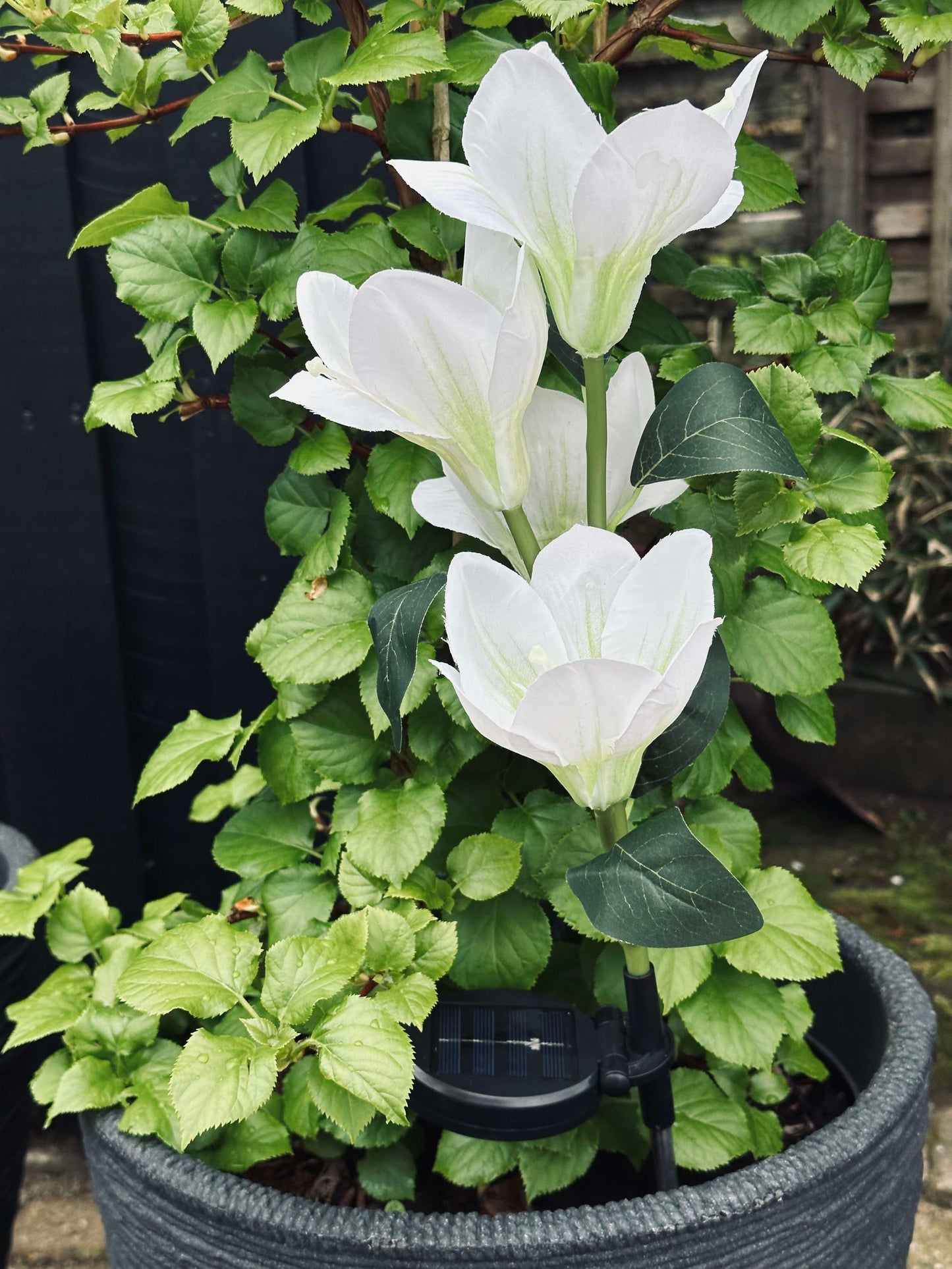 Magnolia med solceller - Hvid