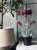 Lavendel 40cm - Hindbær