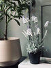 Lavendel 40cm - Hvid