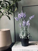 Lavendel 40cm - Lys lilla